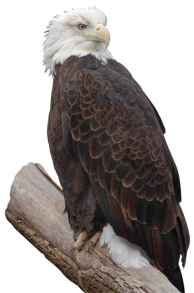 Imagen PNG libre de águila posada