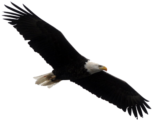 Eagle Perched PNG Download Image