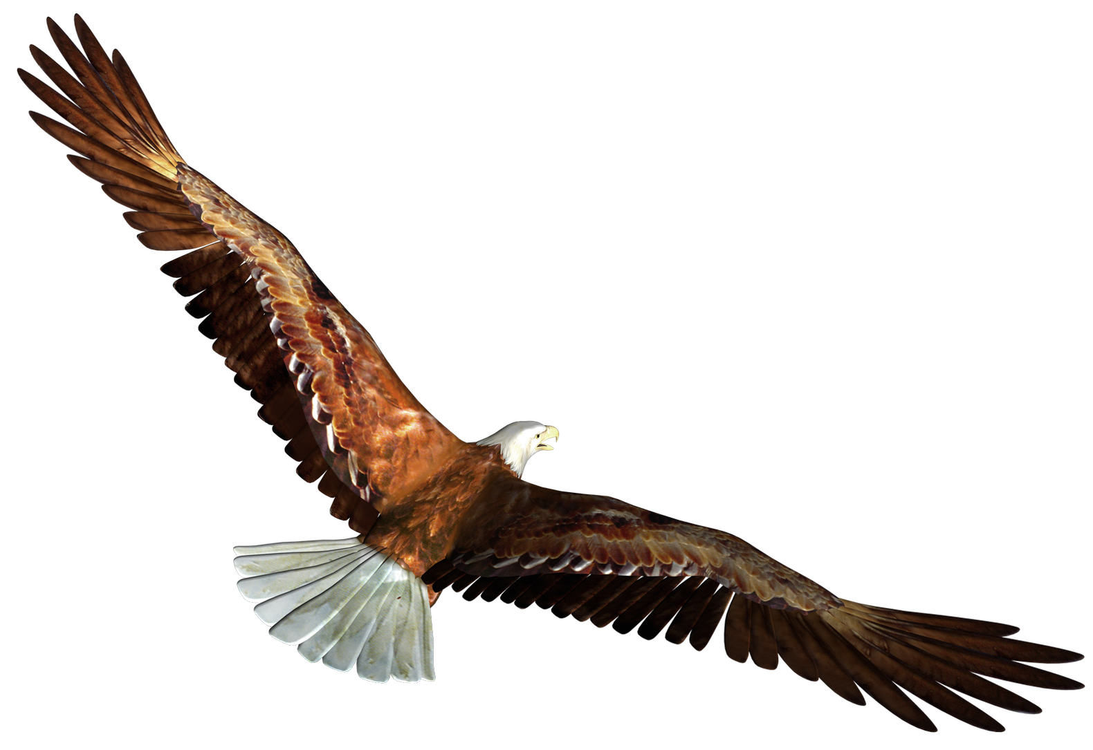 Imágenes Transparentes posadas de águila