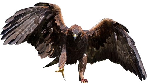 Fondo Transparente águila PNG