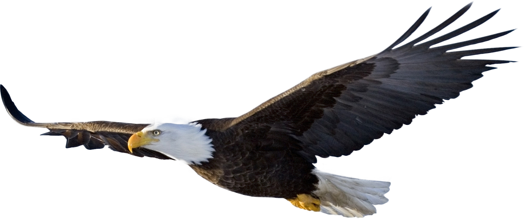 Imagem transparente de águia