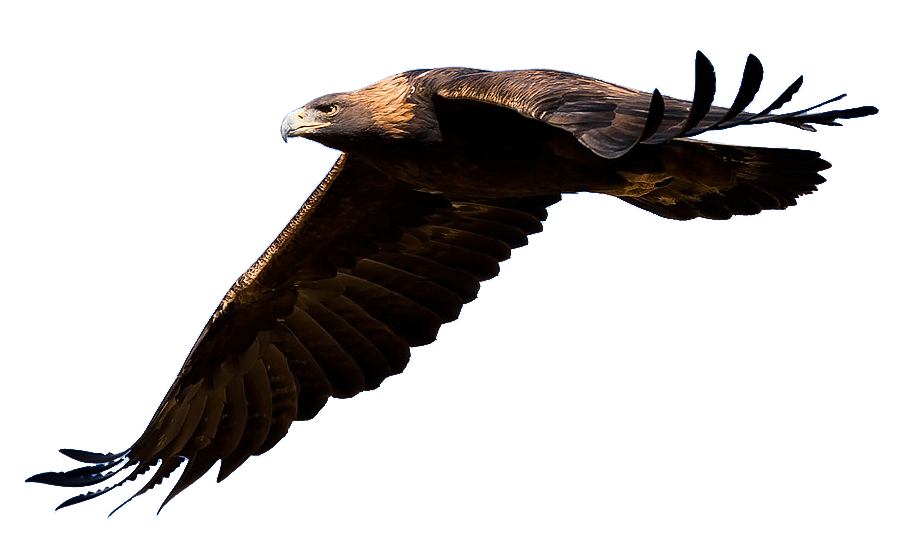 Immagini trasparenti Eagle