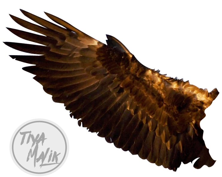 독수리 날개 투명한 이미지