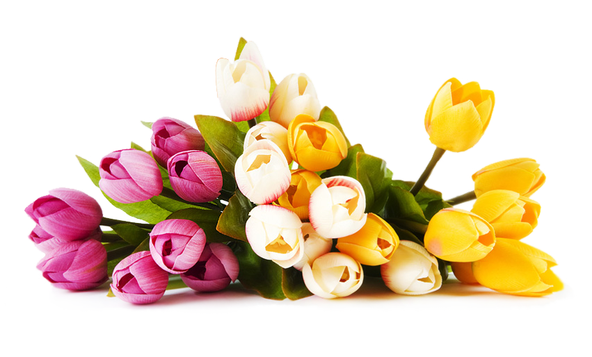 Flower Free PNG Image