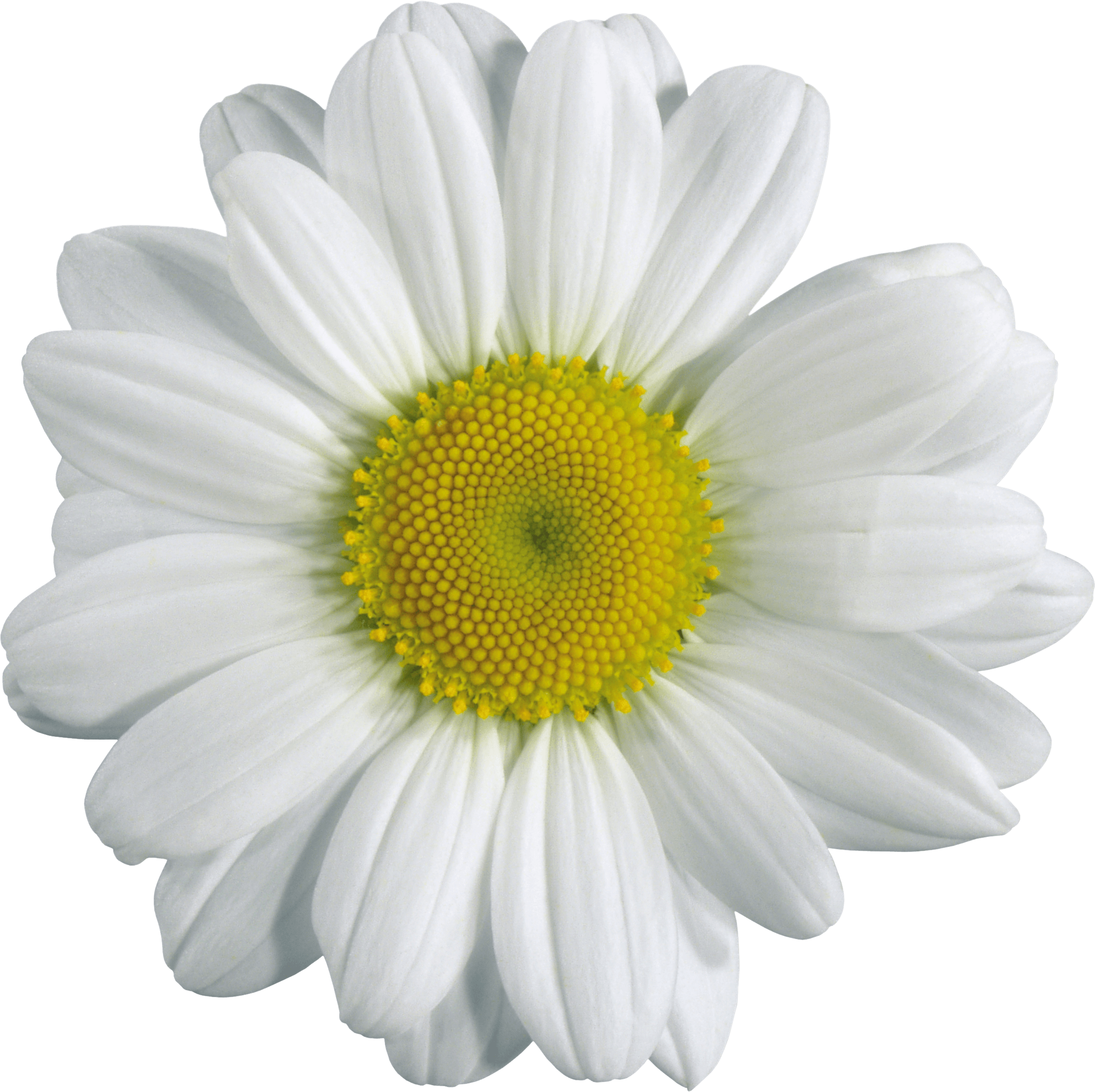 Flower PNG Photo
