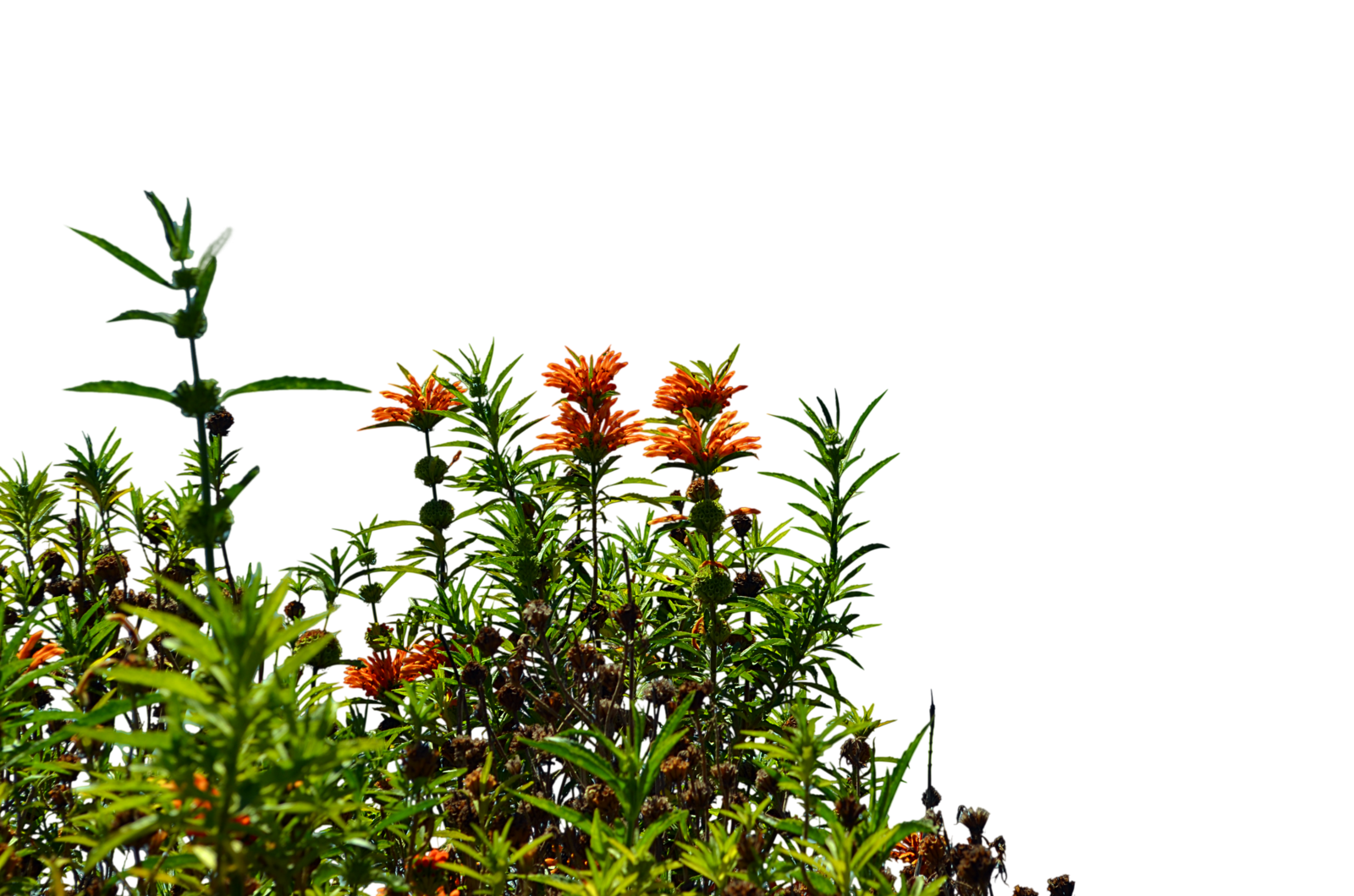Garden PNG Gambar dengan latar belakang Transparan