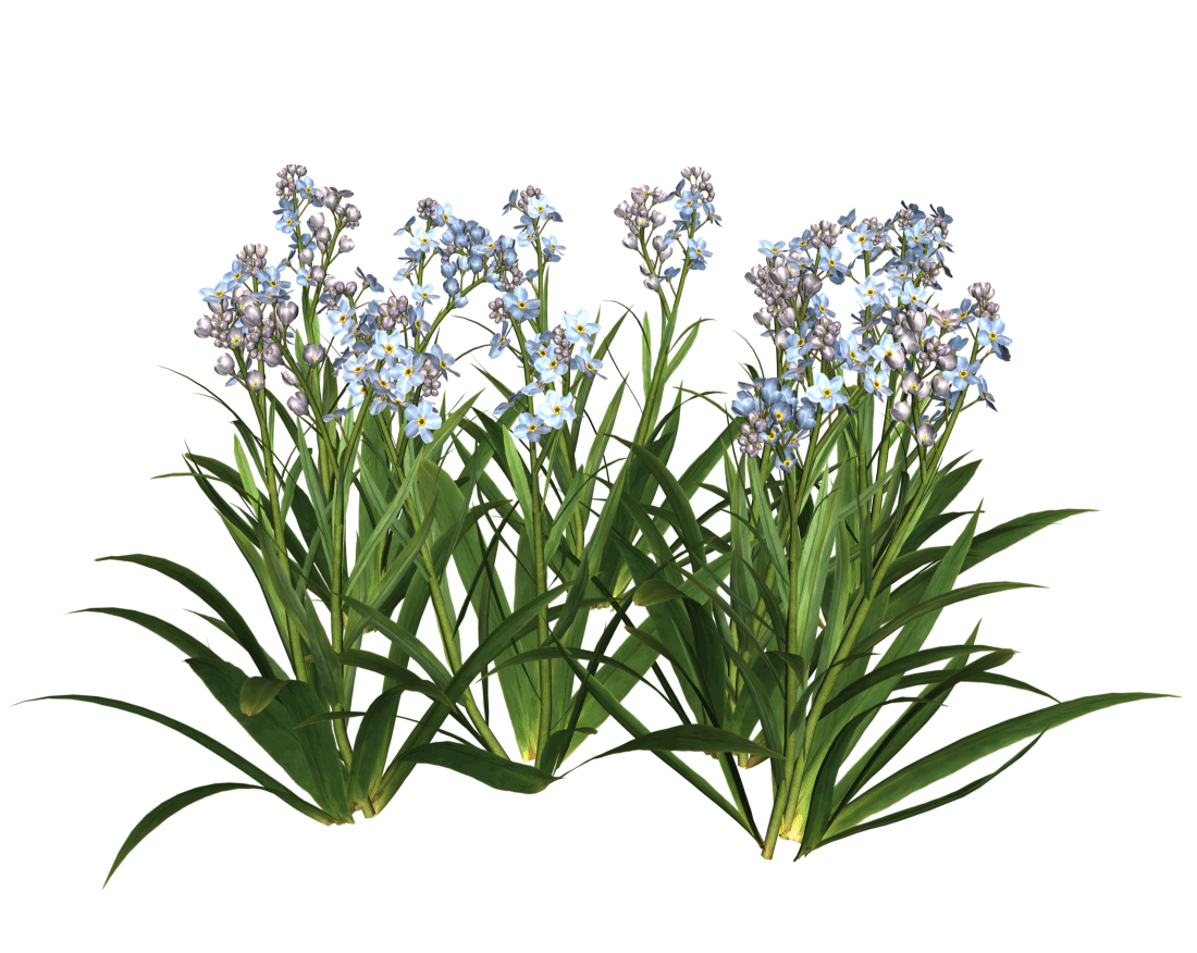 Giardino PNG Picture