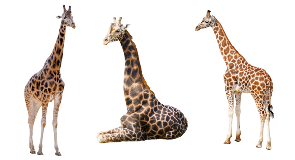 Giraffe Free PNG Image