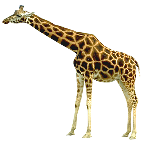 Giraffe PNG Download Afbeelding