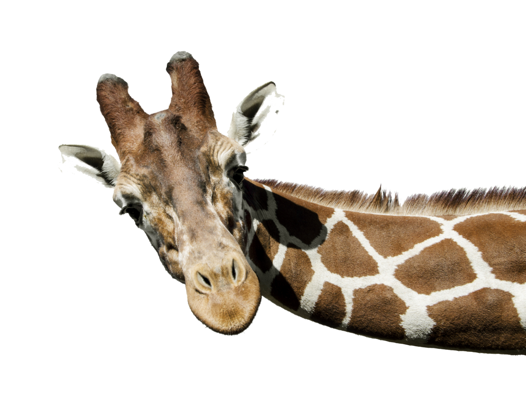 Giraffe PNG Free Download