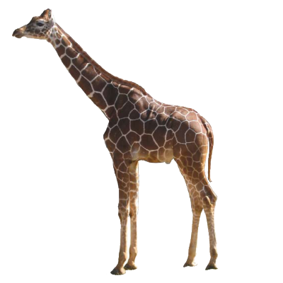 Giraffe PNG-Afbeelding