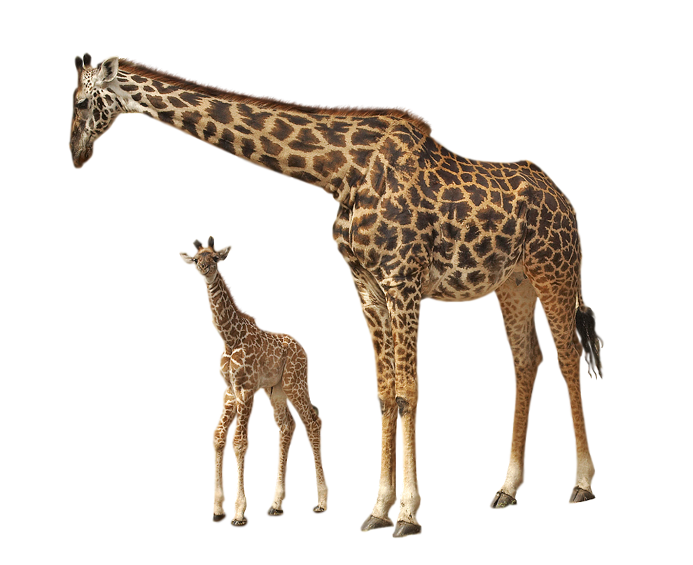 Giraffen-PNG-Foto