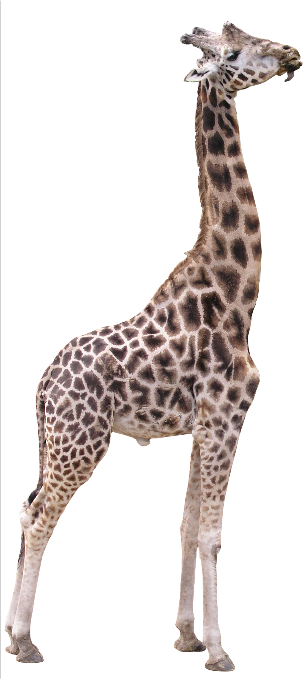 Giraffe PNG Transparant Beeld