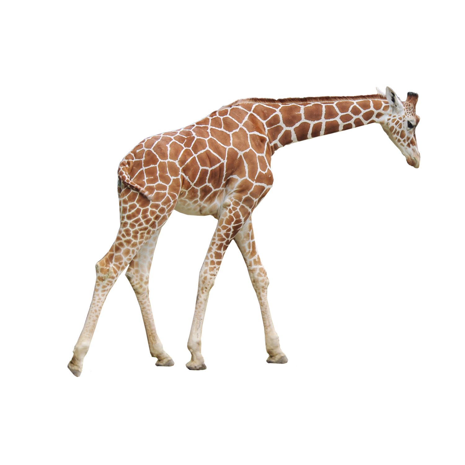 Giraffe Transparentes Bild