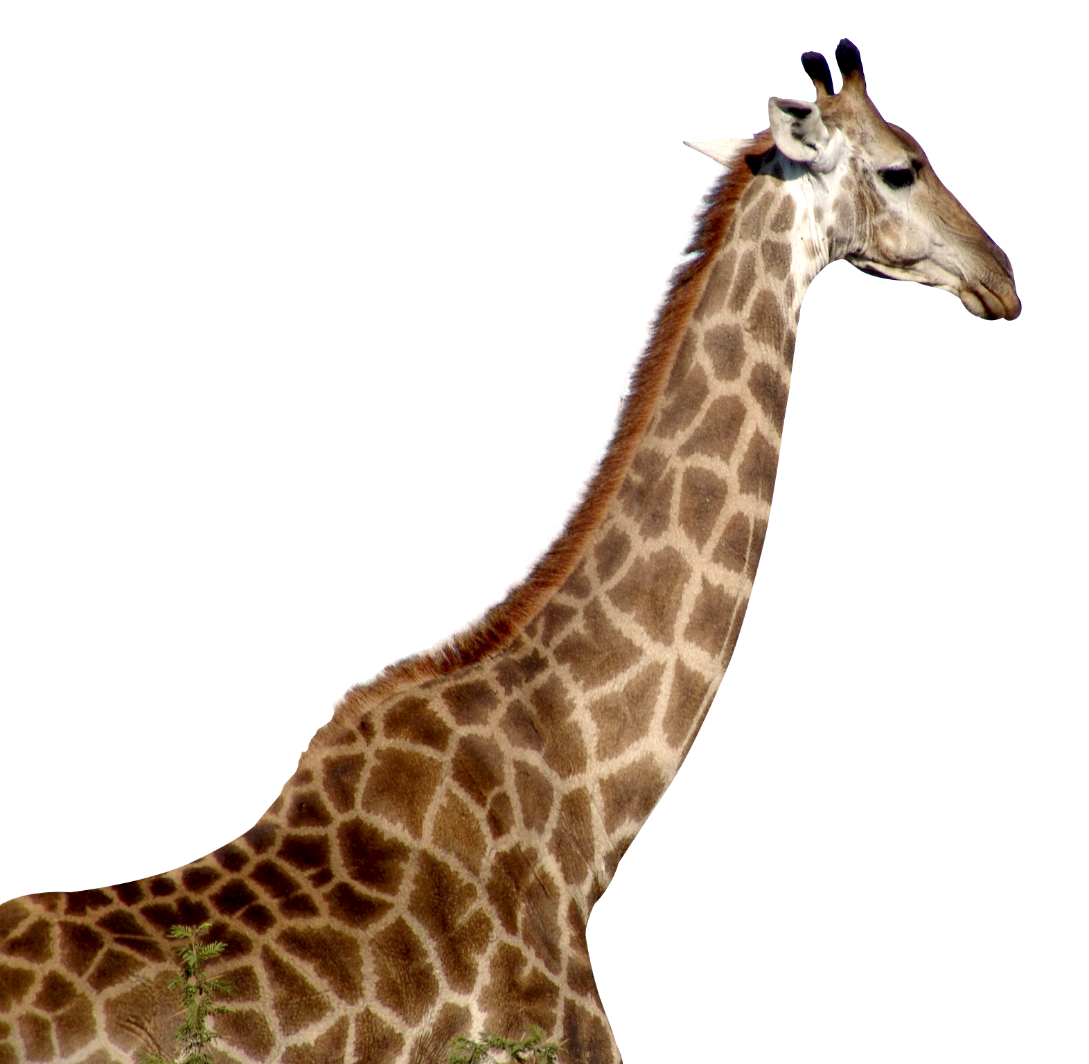 Giraffe Transparante Afbeeldings