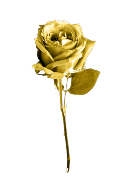 Golden Rose PNG Image Background