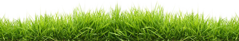 Grass PNG Image Background