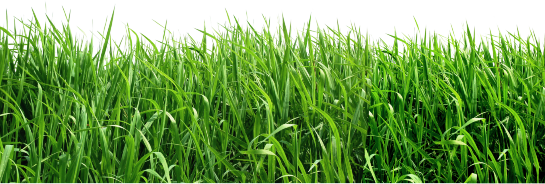 Imagen PNG de la hierba
