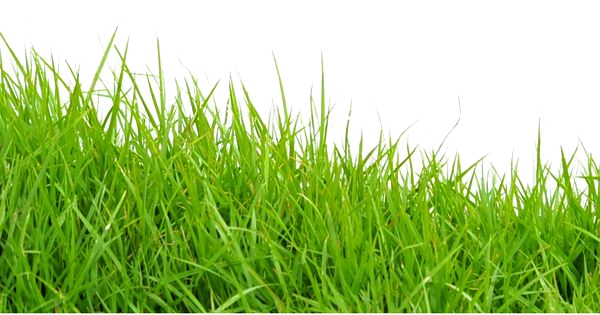 Grass PNG Photo
