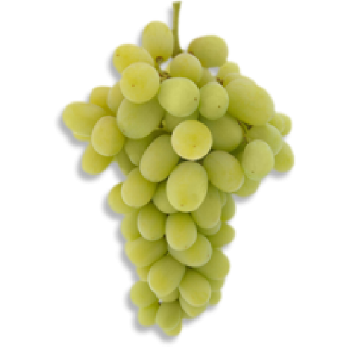 Uvas verdes PNG foto