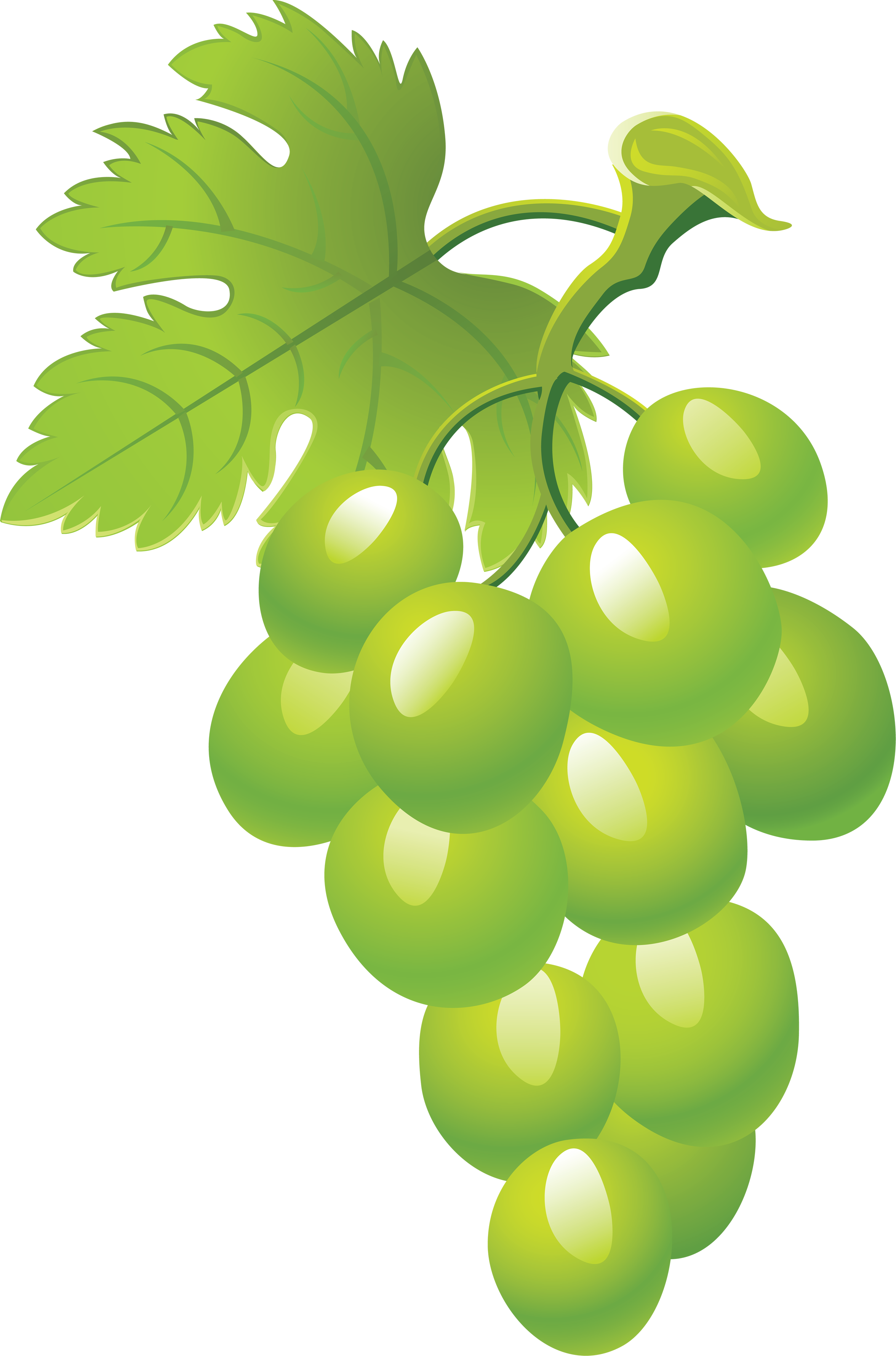 Зеленый виноград прозрачный образ