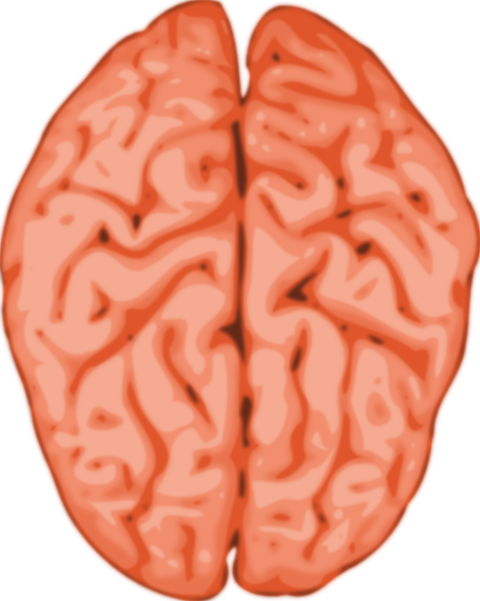 Fondo de la imagen del PNG del cerebro humano