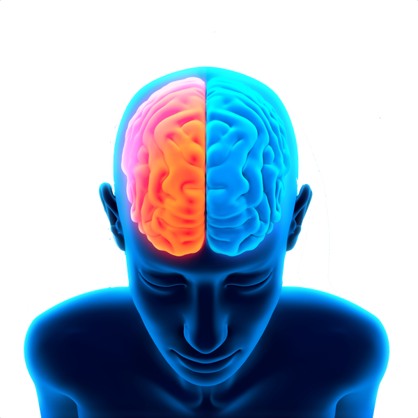 Imagen Transparente PNG del cerebro humano