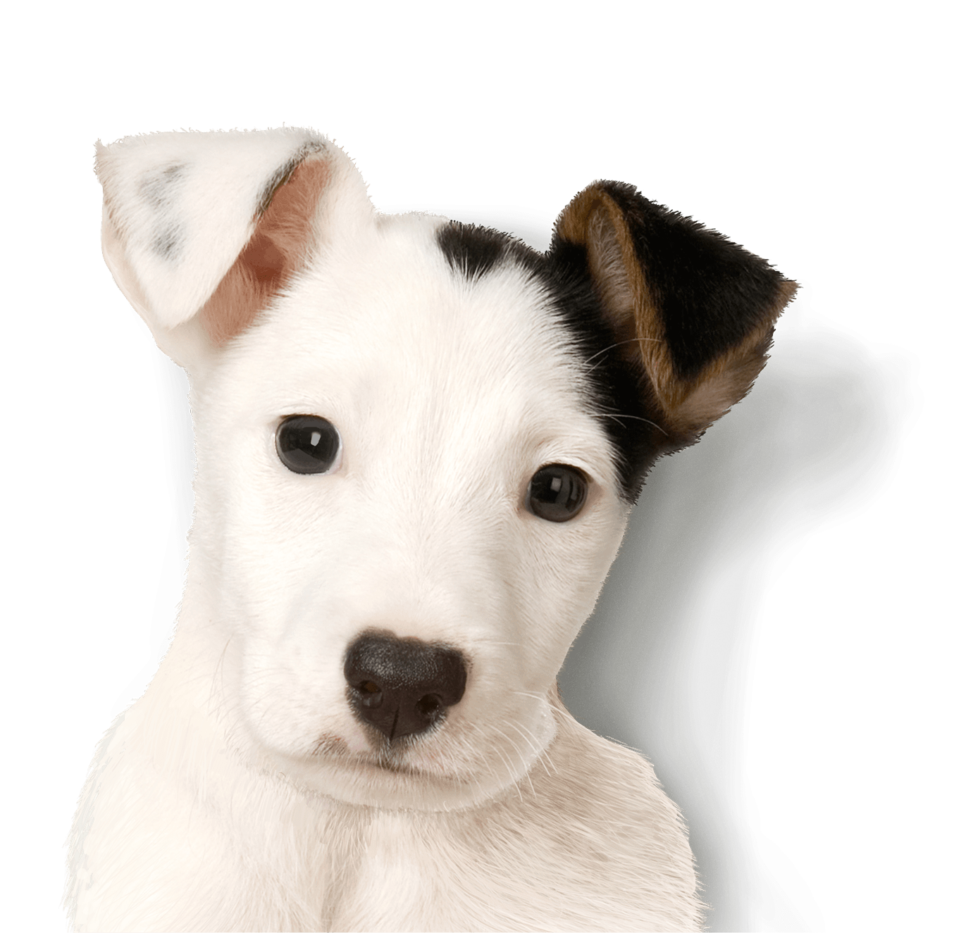 Immagine di PNG gratuita Jack Russell Terrier