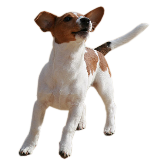 Imagen PNG de Jack Russell Terriern de alta calidad