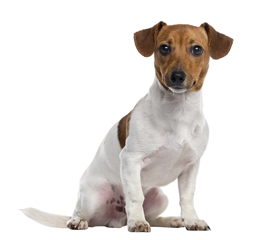 Fondo de imagen PNG de Jack Russell Terrier