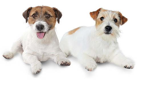 Immagine di Jack Russell Terrier PNG