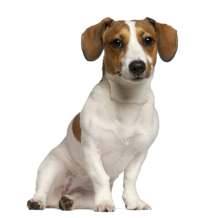 Jack russell terrier pc PNG PNG