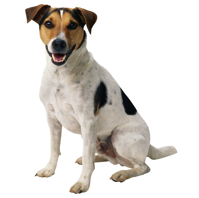 Jack russell terrier fond Transparent PNG