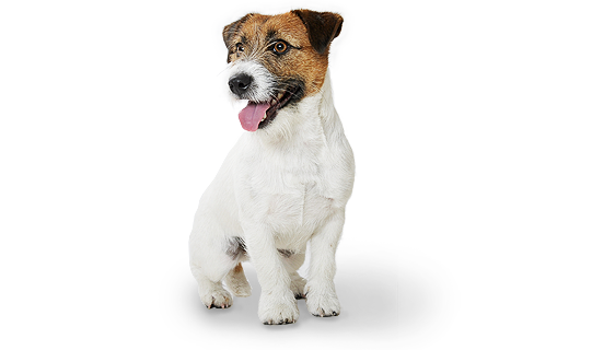 Jack Russell Terrier Transparente Imagem