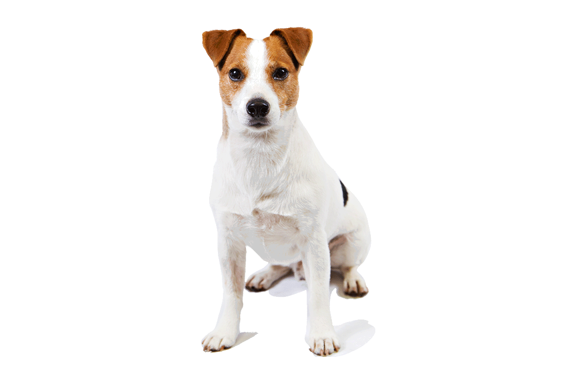 Jack Russell Terrier Immagini trasparenti