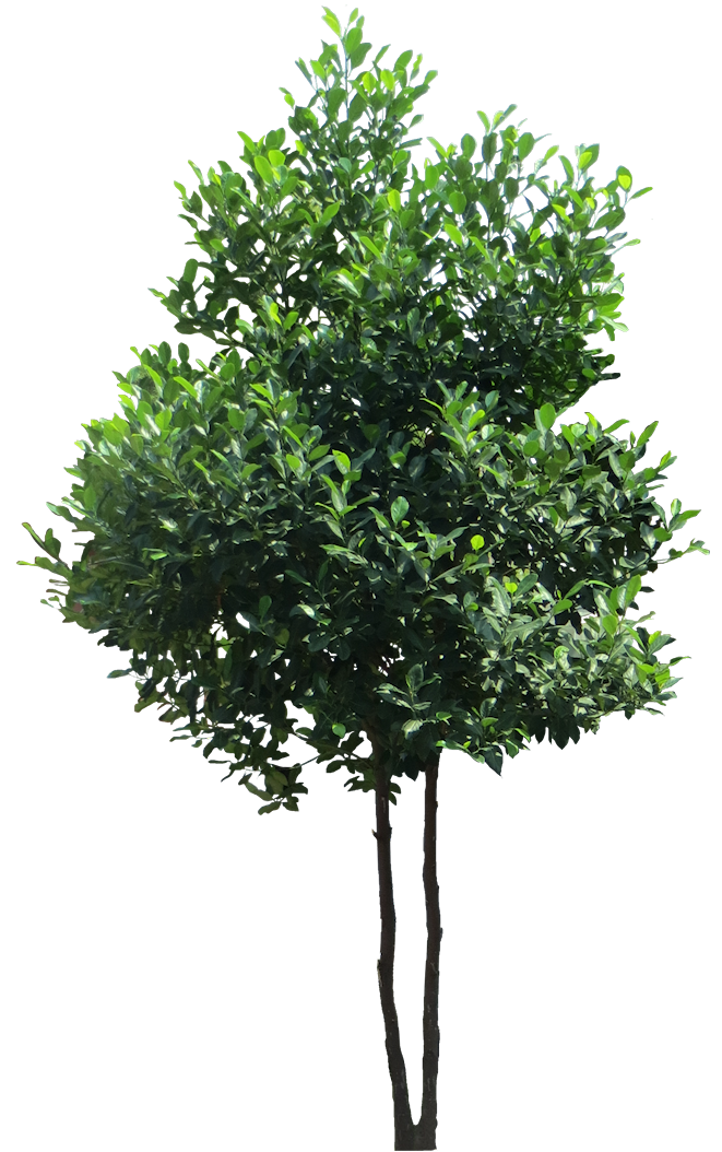 Jack Tree PNG Scarica limmagine