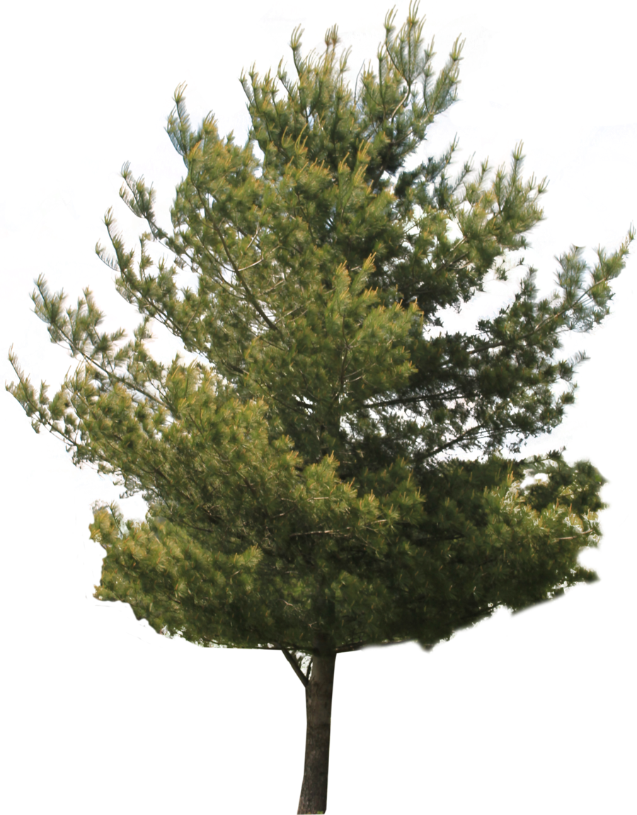 Imagens transparentes de árvore jack