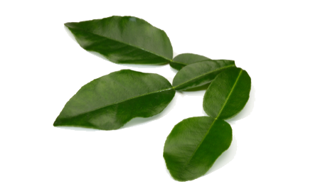 Kaffir lime hojas PNG descargar imagen