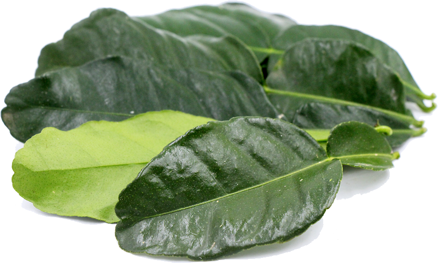 kaffir lime 잎 PNG 투명 이미지