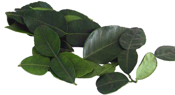 kaffir lime 잎 투명 배경 PNG