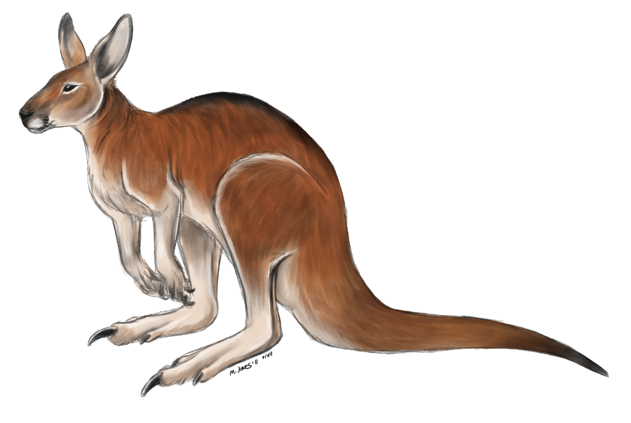 Kangaroo gratuit image PNG