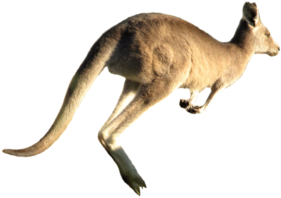 Kangaroo jumping PNG Image