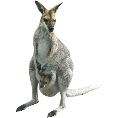 Kanguru PNG Gambar
