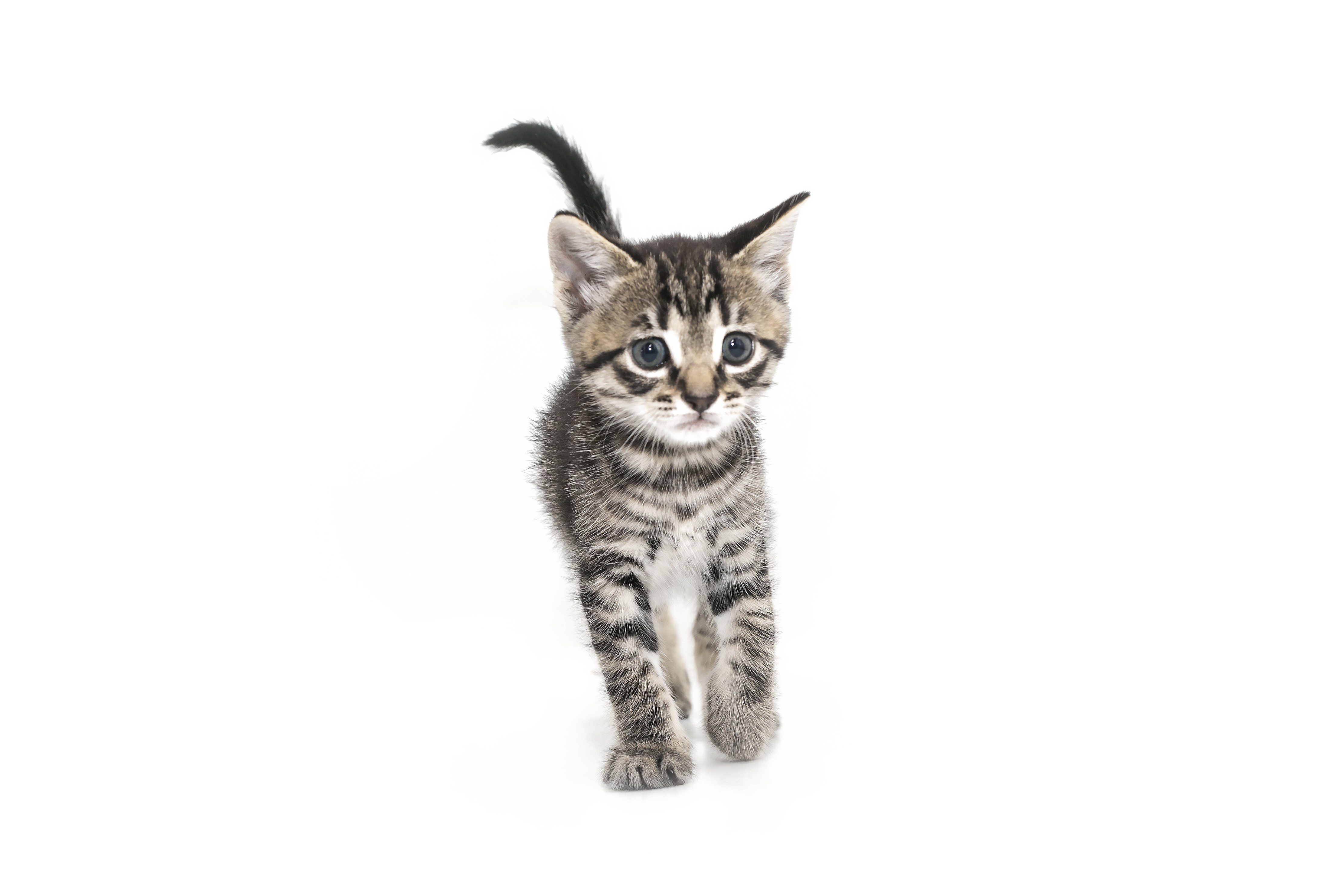 Kitten PNG High-Quality Image