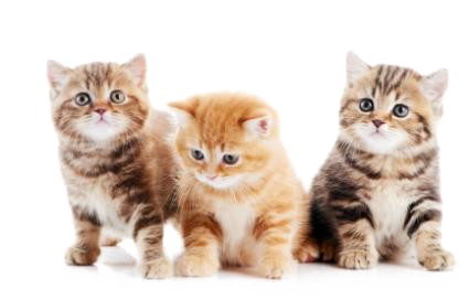 Kitten PNG Image Background