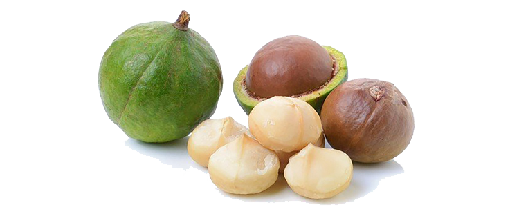 Macadamia écrous Télécharger limage PNG Transparente