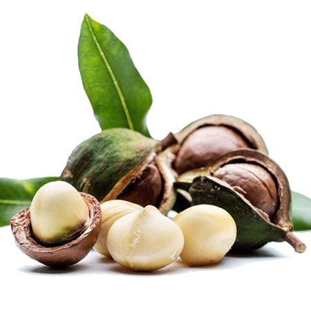 Macadamia Nuts PNG Image