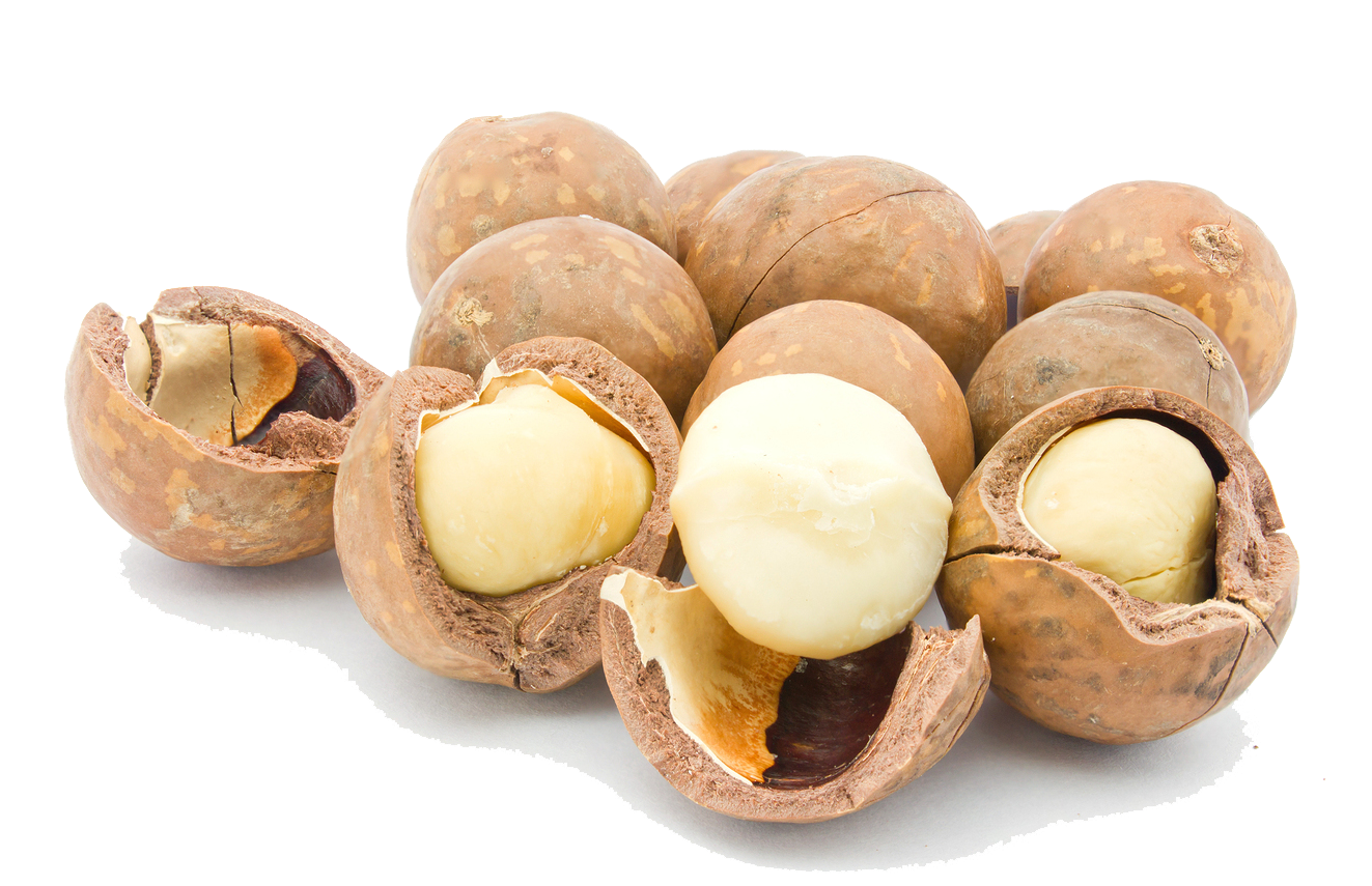 Macadamia Nuts PNG Picture