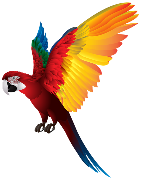 Macaw Face Free PNG Image