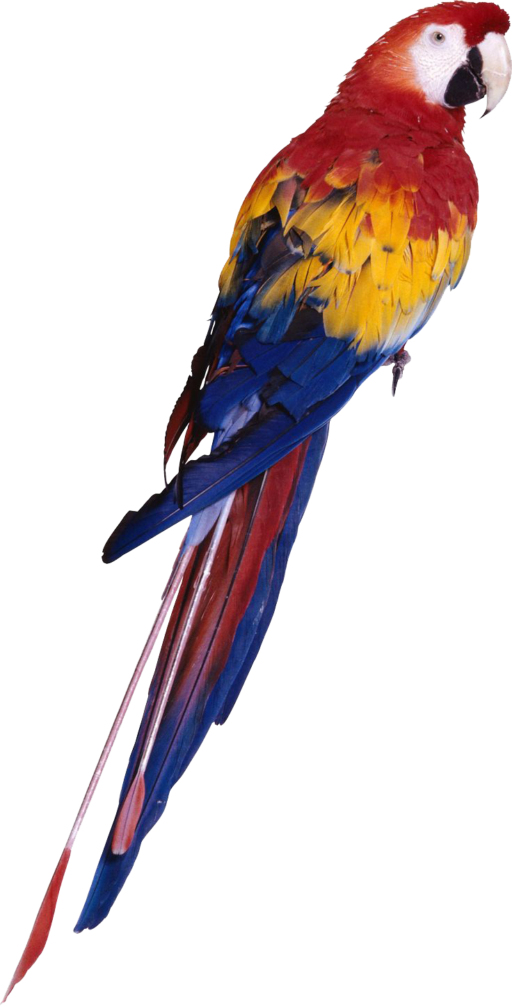 Macaw Face PNG High-Quality Image